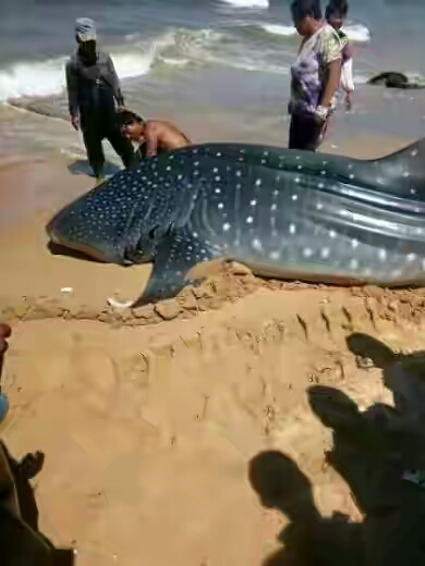 Massive Whale Shark Found Dead In Chinese Coastal Waters